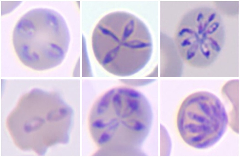 Varias imágenes que muestran la morfología de diversas etapas características del desarrollo de 'Babesia hegotelforum' (extraída del artículo original publicado en 'Emerging Microbes & Infections')