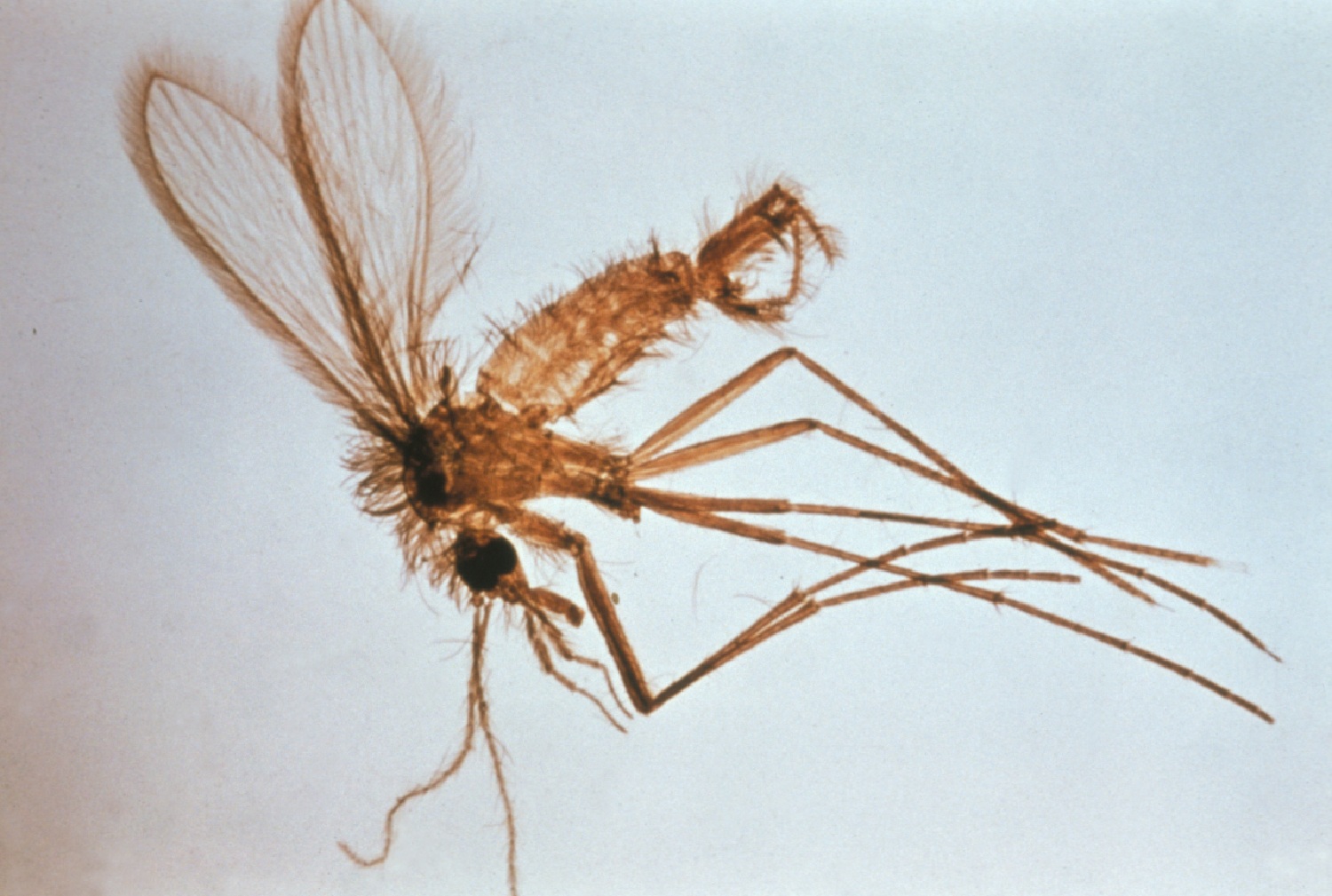 Los flebotomos (en la imagen) son los insectos transmisores de la leishmaniasis visceral, una enfermedad parasitaria desatendida que afecta especialmente a personas con el sistema inmunitario debilitado.