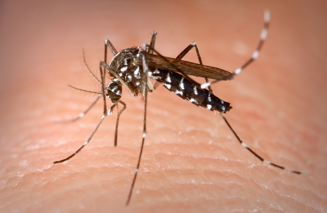 Aedes_Albopictus.jpg