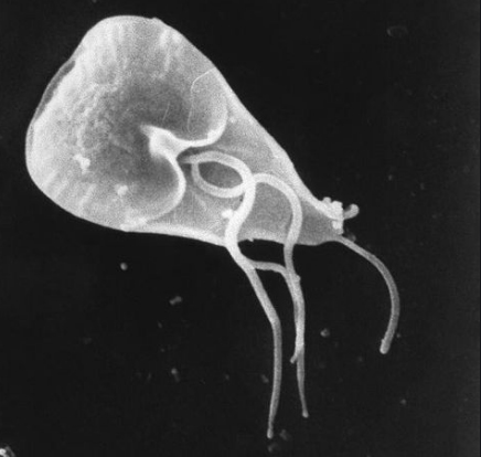 giardia.jpg